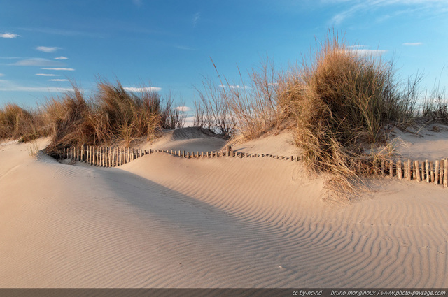 Des dunes sur la plage de l'Espiguette
Massif dunaire de l'Espiguette
Le Grau du Roi / Port Camargue (Gard). 
Mots-clés: camargue gard mediterranee littoral mer dune plage sable vegetation_dunaire languedoc_roussillon