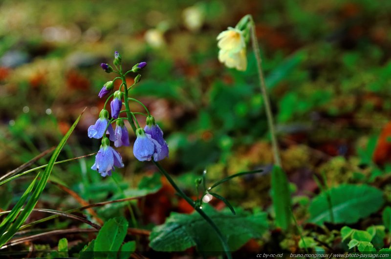 Des fleurs des bois
[Promenade dans les bois...]
Mots-clés: fleurs_des_bois printemps