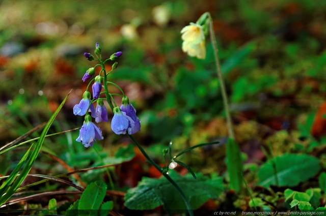 Des fleurs des bois
[Promenade dans les bois...]
Mots-clés: fleurs_des_bois printemps