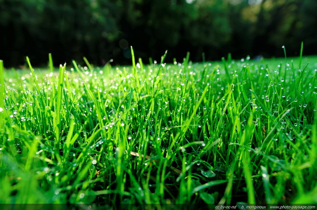 Des gouttelettes d'eau déposées par la rosée sur la pelouse
Mots-clés: herbe pelouse goutte les_plus_belles_images_de_nature