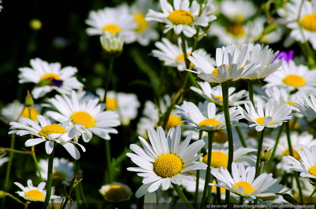 Des marguerites au printemps
Mots-clés: fleurs marguerite printemps