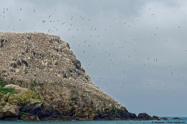 Des milliers de fous de bassan sur l'àŽle Rouzic
Réserve naturelle nationale des Sept-àŽles, Côtes d'Armor, Bretagne
Mots-clés: oiseau