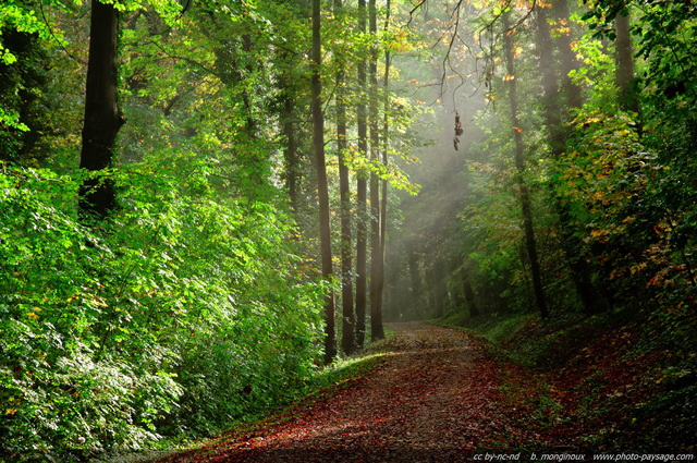 Des rayons de soleil au dessus d'un chemin forestier légèrement brumeux
Mots-clés: chemin