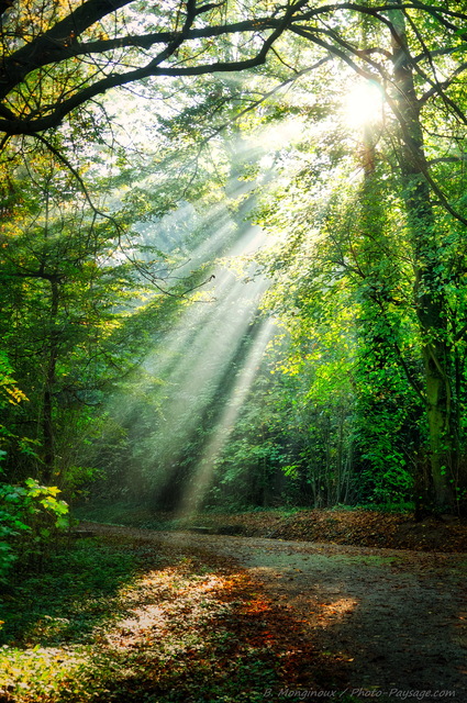 Des rayons de soleil en sous-bois
Mots-clés: rayon_de_soleil_en_foret chemin cadrage_vertical