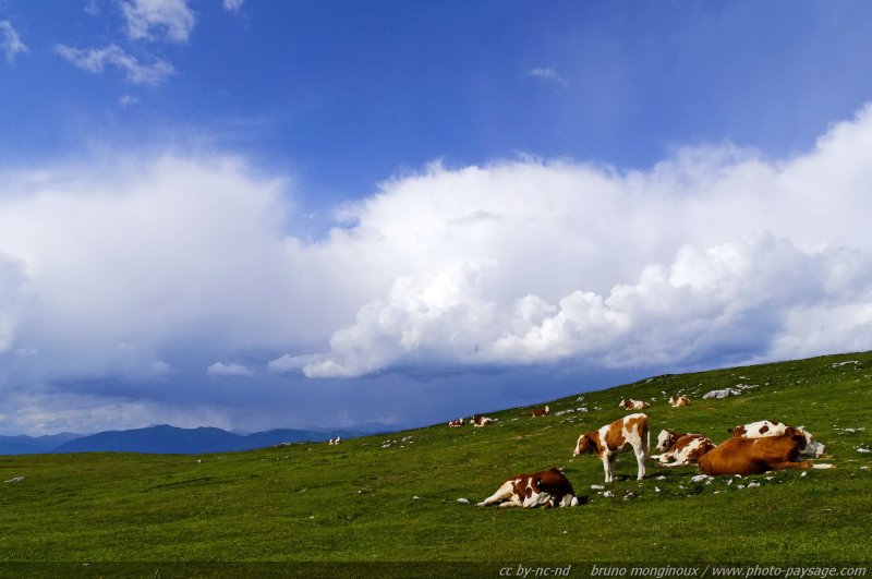Des vaches dans les montagnes autrichiennes -02
Alpes autrichiennes
Mots-clés: les_plus_belles_images_de_nature Alpes_Autriche montagne animaux_de_la_ferme vache alpage ciel_d_en_bas categ_ete paturage prairie