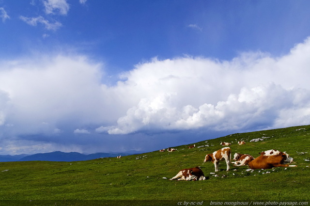 Des vaches dans les montagnes autrichiennes -02
Alpes autrichiennes
Mots-clés: les_plus_belles_images_de_nature Alpes_Autriche montagne animaux_de_la_ferme vache alpage ciel_d_en_bas categ_ete paturage prairie