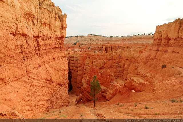 Descente à  travers les Hoodoos
Sunset Point, Bryce Canyon National Park, Utah, USA
Mots-clés: bryce_canyon utah usa nature hoodoo categ_ete desert