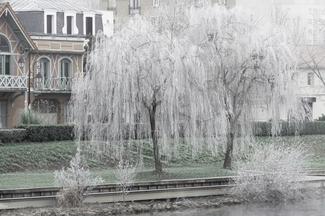 Deux saules pleureurs recouverts de givre
[Les bords de Marne]
Mots-clés: hiver givre saule_pleureur riviere