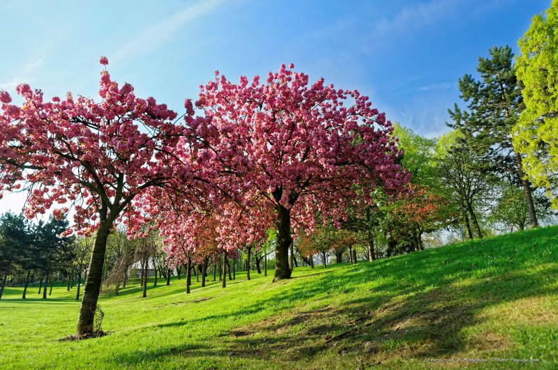 Deux superbes cerisiers en fleurs
[Images de printemps]
Mots-clés: printemps