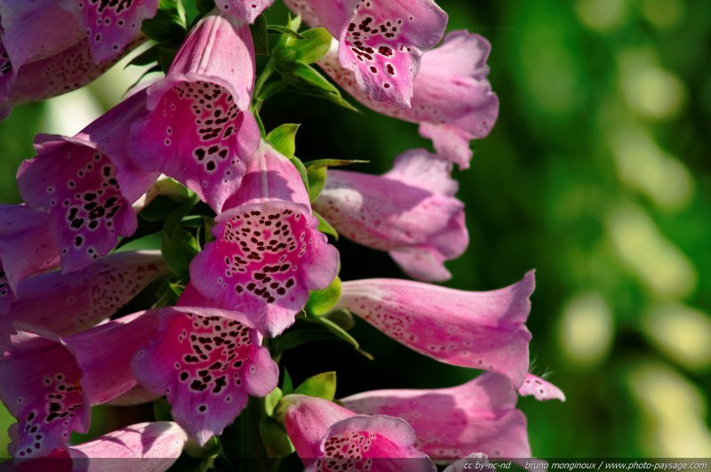 Digitale pourpre
Une fleur très belle, mais aussi très toxique !
Mots-clés: fleurs printemps