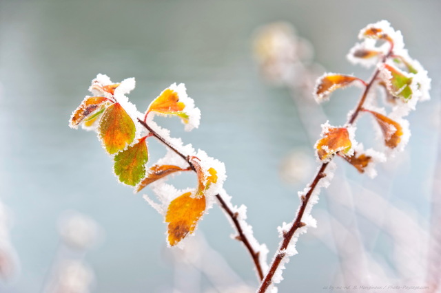 Du givre sur les feuilles d'un buisson
Mots-clés: givre feuille