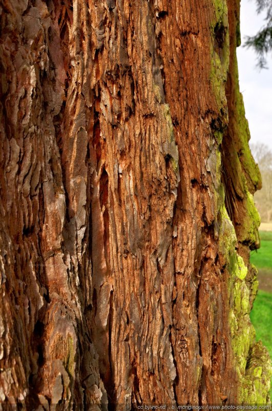 Ecorce de Séquoia
Forêt de Ferrières, Seine et Marne
Mots-clés: sequoia ecorce categ_tronc foret_ferrieres cadrage_vertical