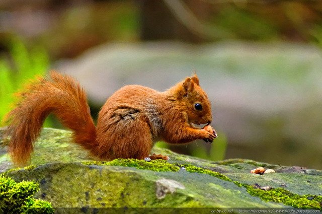 Ecureuil roux : mmm, elle m'a l'air bien bonne cette noisette !
Ecureuil roux
Mots-clés: vie_sauvage ecureuil les_plus_belles_images_de_nature