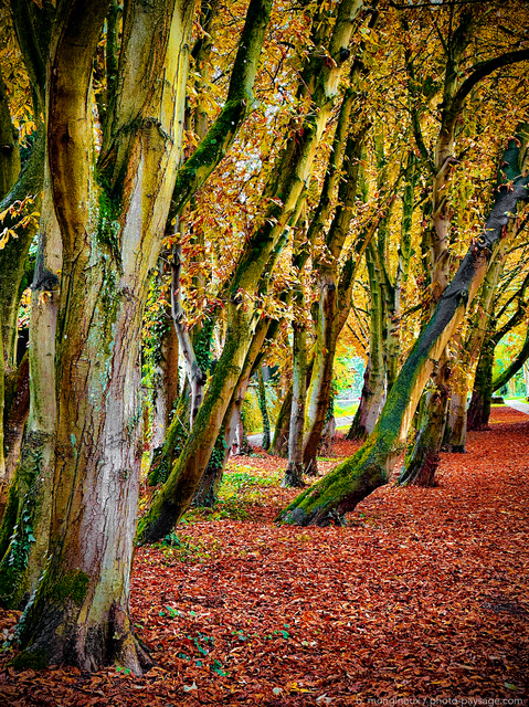 L’automne arrive !
Couleurs d’automne en bords de Marne
Gournay sur Marne
Mots-clés: belles-photos-automne cadrage_vertical feuilles_mortes Categ_riv_Marne