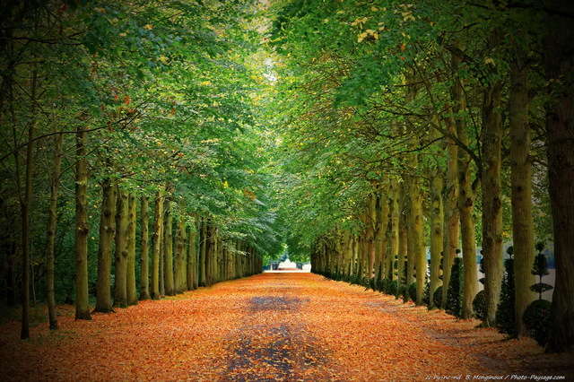 à‰quinoxe d automne 
Parc du chà¢teau de Versailles
Mots-clés: alignement_d_arbre automne