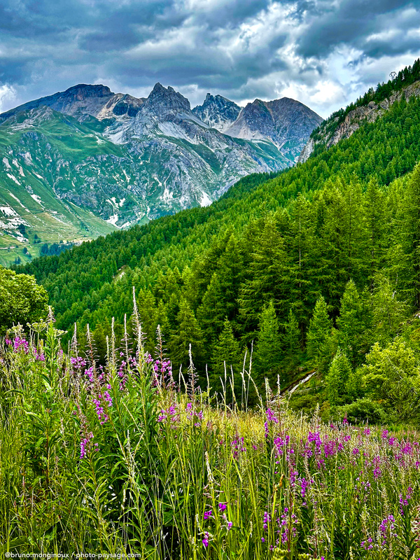 Un été en Savoie
Tignes, Savoie
Mots-clés: Cadrage_vertical categ_ete foret_alpes Savoie fleur-de-montagne les_plus_belles_images_de_nature