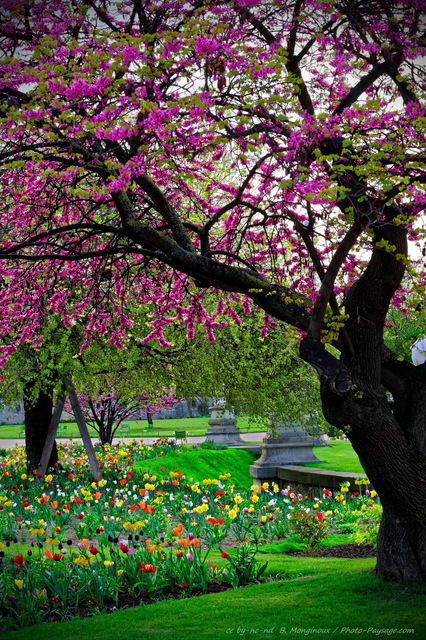 Explosion de couleurs printanières dans le jardin des Tuileries
Tulipes et arbre de Judée en fleurs dans le jardin des Tuileries à  Paris
Mots-clés: categparisconcorde cadrage_vertical plus_belles_images_de_printemps arbre_en_fleur printemps pelouse arbre_de_judee herbe tulipe