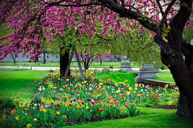 Explosion de couleurs printanières dans le jardin des Tuileries
Tulipes et arbre de Judée en fleurs dans le jardin des Tuileries à Paris
Mots-clés: categparisconcorde plus_belles_images_de_printemps arbre_en_fleur printemps arbre_de_judee pelouse herbe tulipe