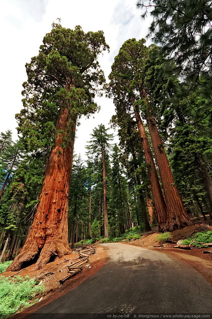 Faithful couple
Forêt de séquoias géants de Mariposa Grove.
Parc National de Yosemite, Californie, USA
Mots-clés: yosemite californie usa categ_ete sequoia routes_ouest_amerique foret_usa cadrage_vertical