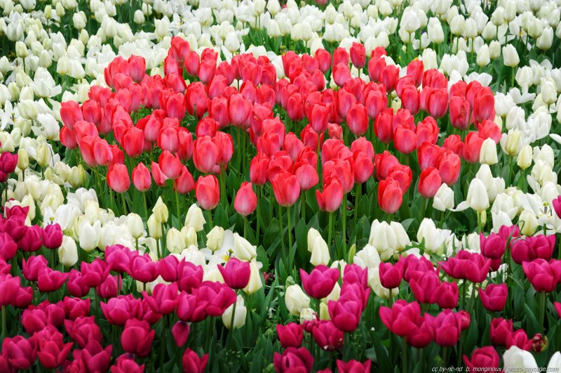 Festival de la Tulipe - Istanbul -02
Istanbul, Turquie
Mots-clés: turquie fete_de_la_tulipe printemps fleurs tulipe