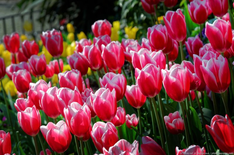 Festival de la Tulipe - Istanbul -16
Istanbul, Turquie
Mots-clés: turquie fete_de_la_tulipe printemps fleurs tulipe