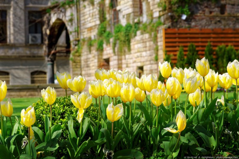 Festival de la Tulipe - Istanbul -19
Istanbul, Turquie
Mots-clés: turquie fete_de_la_tulipe printemps fleurs tulipe