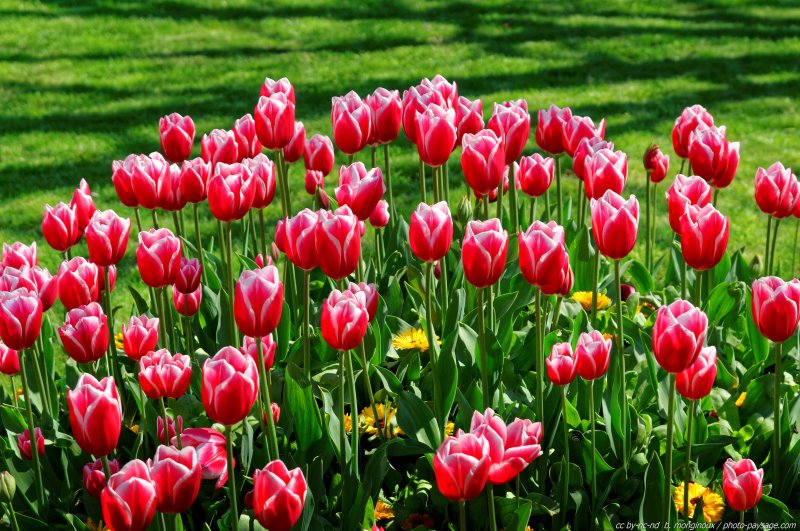 Festival de la Tulipe - Istanbul -21
Istanbul, Turquie
Mots-clés: turquie fete_de_la_tulipe printemps fleurs tulipe