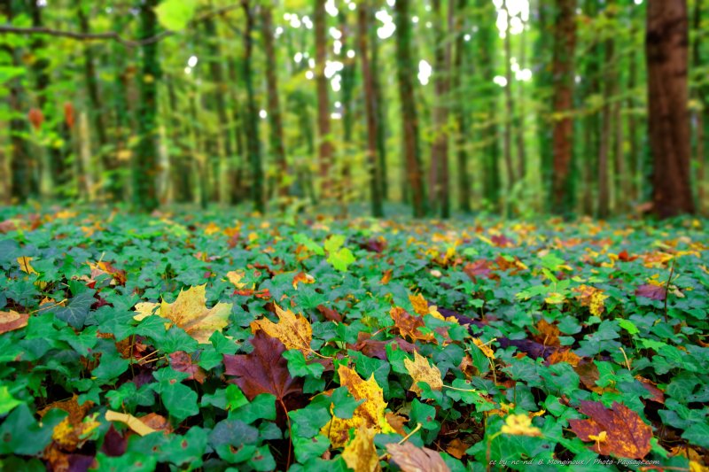 Feuilles mortes en automne sur un sol recouvert de lierre
[Photos d'automne]
Mots-clés: feuilles_mortes lierre belles-photos-automne
