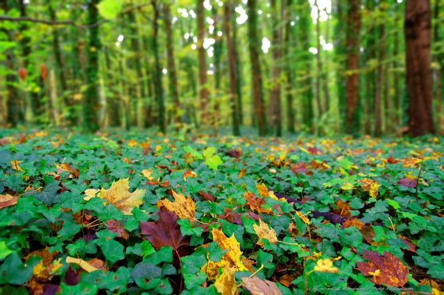 Feuilles mortes en automne sur un sol recouvert de lierre
[Photos d'automne]
Mots-clés: feuilles_mortes lierre belles-photos-automne