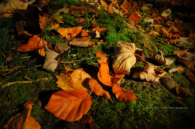 Feuilles mortes sur tapis de mousse en sous bois
Mots-clés: automne mousse