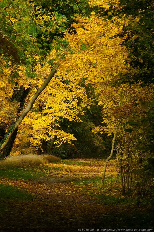 Chemin recouvert de feuilles mortes
[Photos d'automne]
Mots-clés: automne couleur feuilles_mortes rayon_de_soleil_en_foret cadrage_vertical