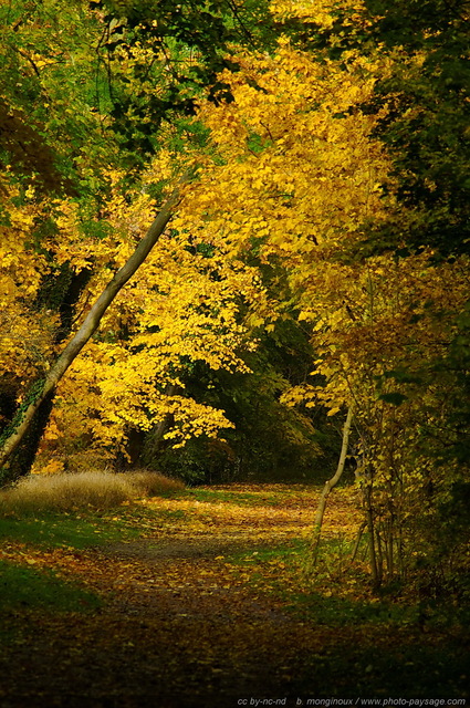 Chemin recouvert de feuilles mortes
[Photos d'automne]
Mots-clés: automne couleur feuilles_mortes rayon_de_soleil_en_foret cadrage_vertical