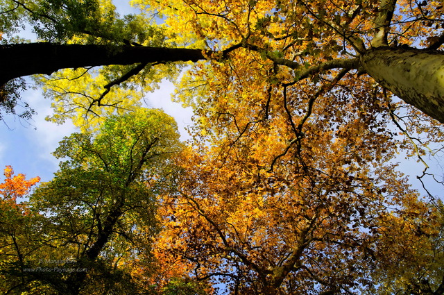 La beauté des feuillages automnaux
Vert, jaune, orange, l'automne offre une palette de couleurs toujours variée, et sans cesse changeante.

[Photos d'automne]
Mots-clés: automne couleur feuilles belles-photos-automne