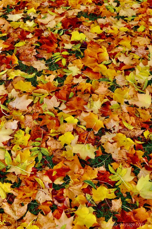 Feuilles mortes en automne
Couleurs d'automne
Mots-clés: feuilles_mortes cadrage_vertical