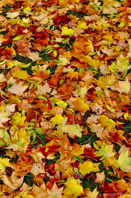 Feuilles mortes en automne
Couleurs d'automne
Mots-clés: feuilles_mortes cadrage_vertical