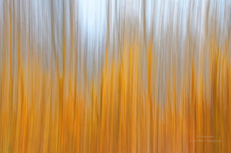 Filé d'arbres en automne   03
[Images d'automne]
Mots-clés: abstrait_nature automne