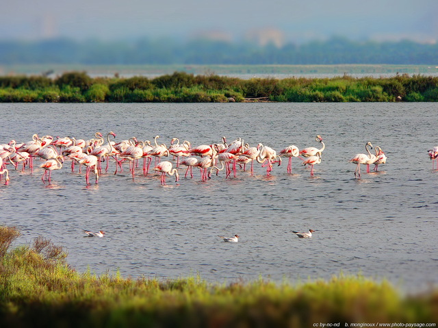 Flamants roses
Palavas les Flots, Hérault, France
Mots-clés: oiseau flamant_rose animaux etang herault palavas_les_flots flamant_rose languedoc-roussillon