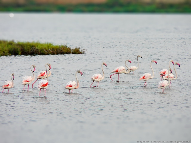 Flamants roses
Palavas les Flots, Hérault, France
Mots-clés: oiseau flamant_rose animaux etang herault palavas_les_flots flamant_rose languedoc-roussillon