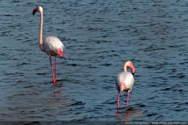 Flamants roses en Petite Camargue -03
[Vie sauvage en Camargue]
Mots-clés: oiseau sauvage camargue languedoc-roussillon nature categorielac