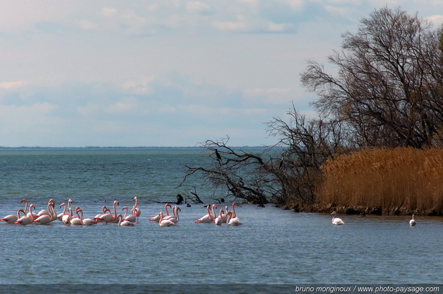 Flamants roses en camargue -01
Etang de Vaccarès
[Vie sauvage en Camargue]
Mots-clés: oiseau sauvage camargue languedoc-roussillon nature etang categorielac