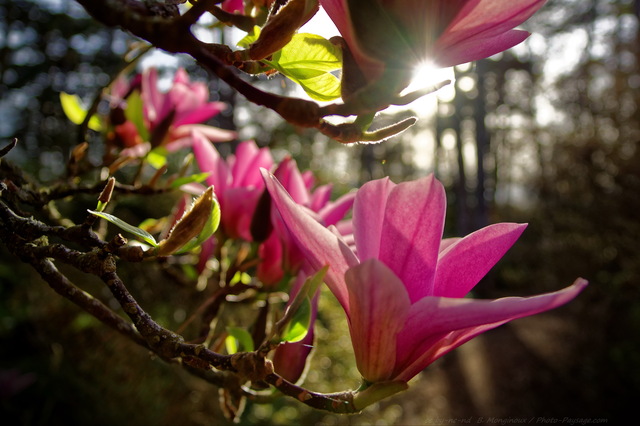 Rayon de soleil sur une fleur de magnolia
Parc Floral, Paris, France
Mots-clés: printemps magnolia jardin_public_paris