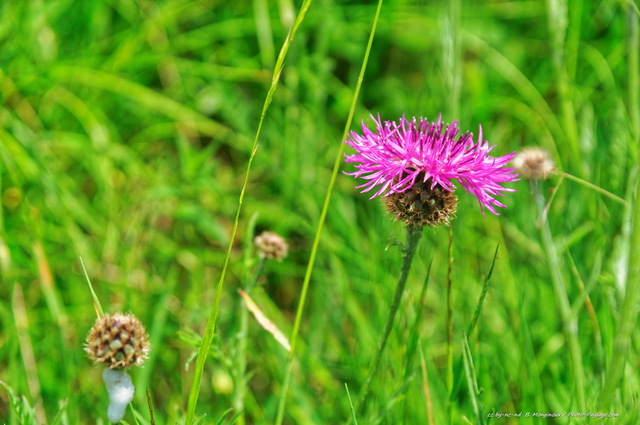 Fleur de montagne dans le Vercors
[Montagnes du Vercors]
Mots-clés: categ_ete fleur-de-montagne