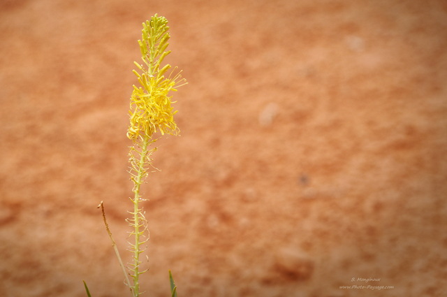 Fleur du désert dans Monument Valley
Monument Valley, Utah & Arizona, USA
Mots-clés: monument_valley utah arizona usa