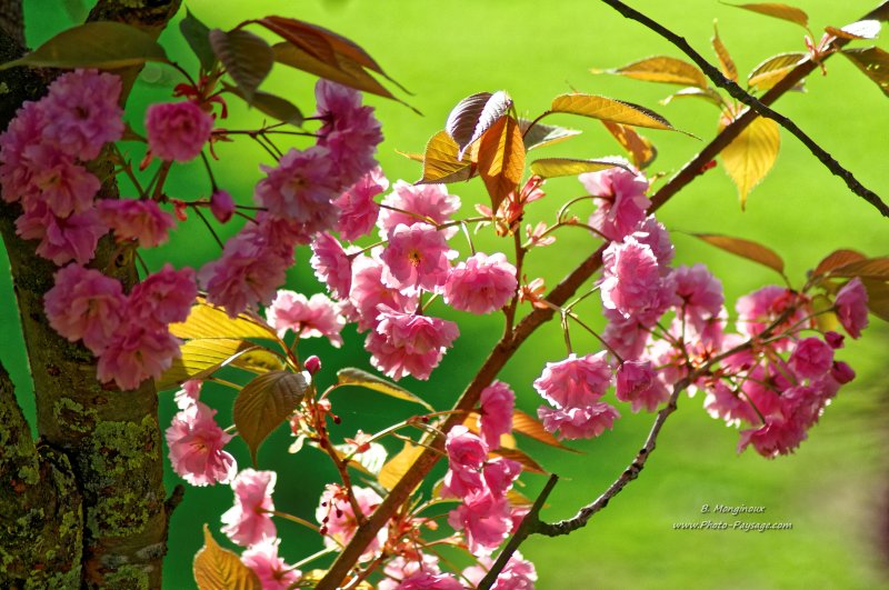 Fleurs de cerisier au printemps
[Images de printemps]
Mots-clés: printemps cerisier