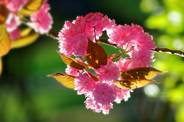 Fleurs de cerisier en coeur
[Images de printemps]
Mots-clés: printemps cerisier