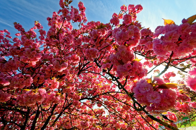 Fleurs de cerisier
[Images de printemps]
Mots-clés: printemps cerisier