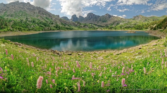 Fleurs de montagne (renouées bistortes) au bord du lac d'Allos
Le lac d'Allos est le plus grand lac naturel d'altitude d'Europe (situé à  2220 m d'altitude). Il est situé dans le parc national du Mercantour, dans les Alpes-de-Haute-Provence.
Mots-clés: categ_ete photo_panoramique categorielac fleur-de-montagne
