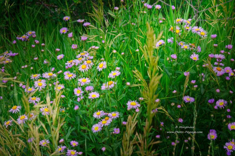 Fleurs sauvages à Mesa Verde
Parc national de Mesa Verde, Colorado, USA
Mots-clés: autres_fleurs categ_ete usa colorado