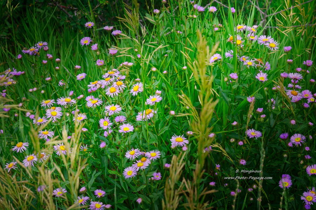 Fleurs sauvages à  Mesa Verde
Parc national de Mesa Verde, Colorado, USA
Mots-clés: autres_fleurs categ_ete usa colorado