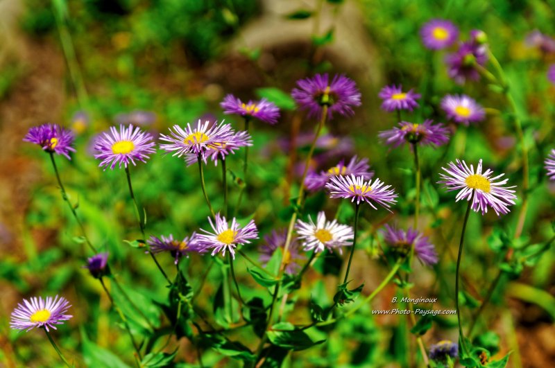 Fleurs sauvages
Parc national de Grand Teton, Wyoming, USA
Mots-clés: grand_teton wyoming usa autres_fleurs categ_ete